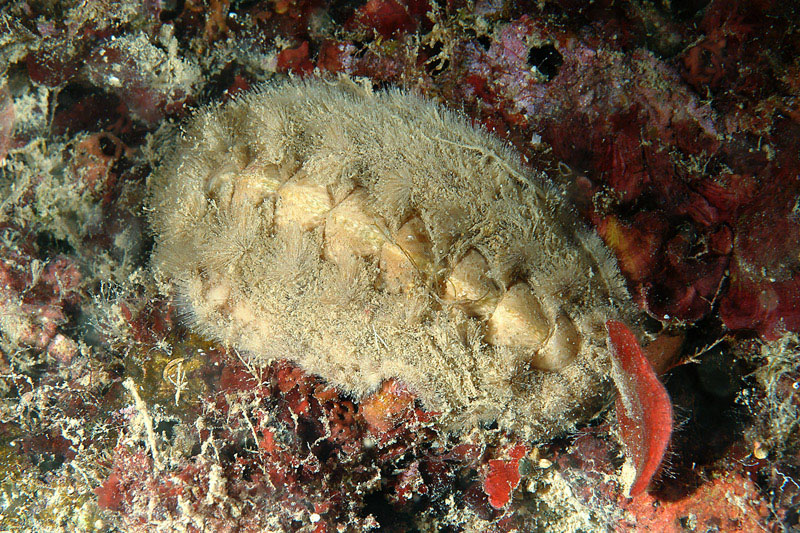 Acanthochitona fascicularis